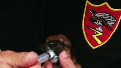 Carabinieri salvano cuccioli abbandonati in uno scatolone "forse lanciati da un'auto in corsa"