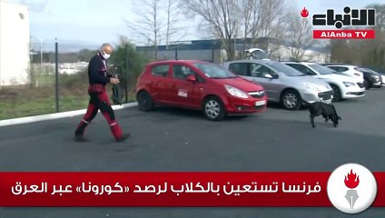 فرنسا تستعين بالكلاب لرصد «كورونا» عبر العرق