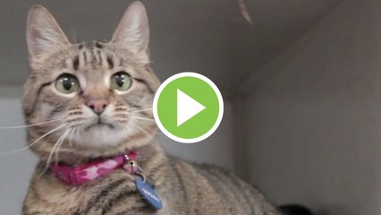 El motivo por el que los gatos quieren dormir siempre en tus pies