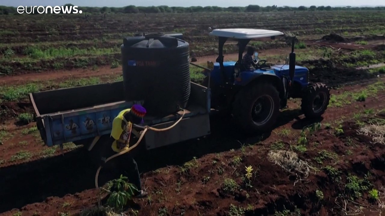 Kenia: Großer Appetit auf Avocados bedroht Lebensraum von Elefanten