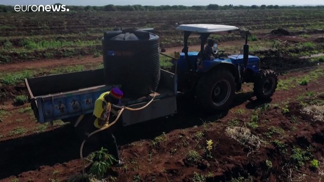 Kenia: Großer Appetit auf Avocados bedroht Lebensraum von Elefanten