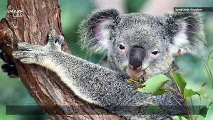 One Specific Animal Has Nearly Identical Fingerprints to Humans