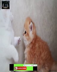 The most dangerous kitten in the world - A kitten named Pixel is trying to show that he is ...