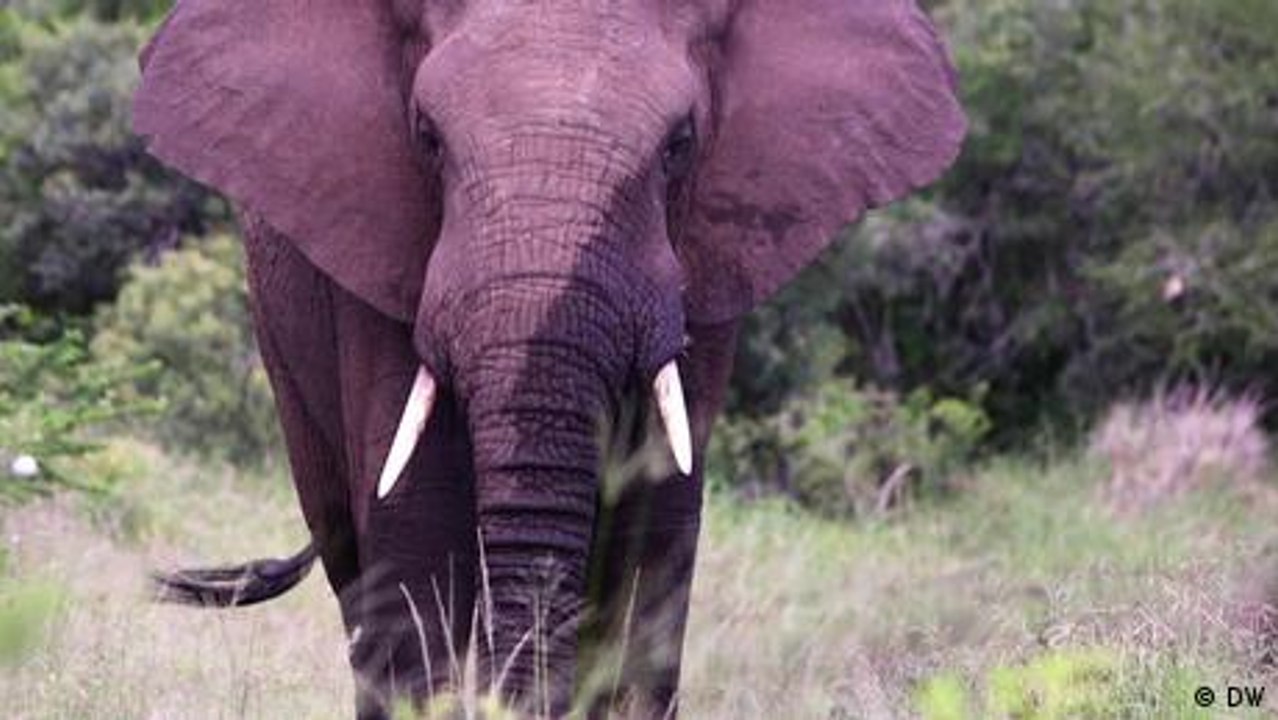 Using blockchain to protect endangered animals