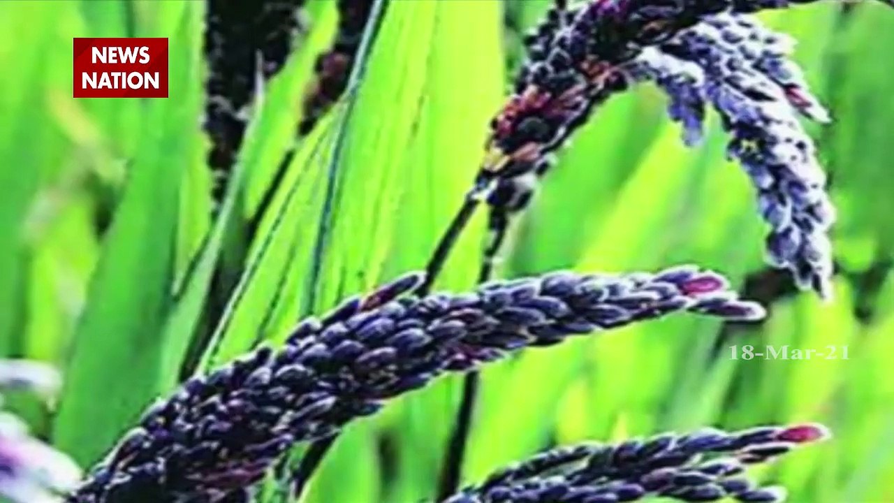 किसानों के लिए काला नमक चावल तक़दीर बदलेगा