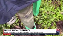 The Rwanda Experience: Battle to save Africa’s endangered mountain gorillas - The Pulse on JoyNews (18-3-21)