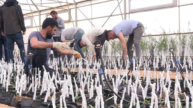 BİNGÖL - Üretilen ceviz ve badem fidanları, 8 ilde toprakla buluşturulacak