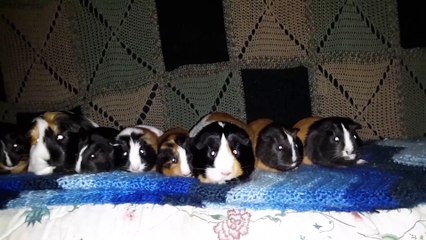 CAVIA PORCELLUS IRIS TURMERIC MARY TRIXIE CLOVER PARSLEY RJ CJ 20200314_131816