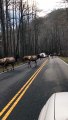 Herd of Elk Create Traffic Jam