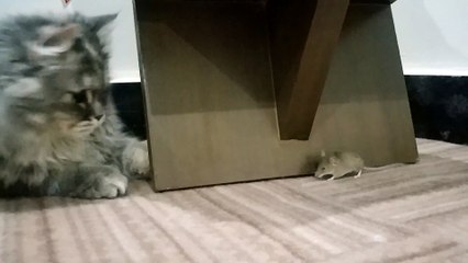 Maine Coon Cat and Mouse Play Hide and Seek
