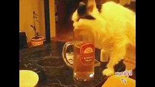 Animales borrachos videos graciosos xD !! (Gatos)