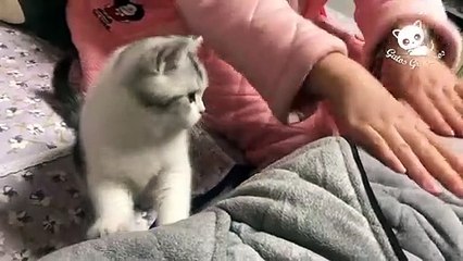 下载视频: Gatos Graciosos - Los Mejores Videos de Gatos Chistosos Bonitos