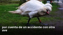 Belleza natural: cisne con cuello torcido lucha por encontrar el amor