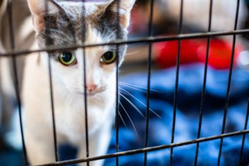 How to Protect Your Pets During a Disaster