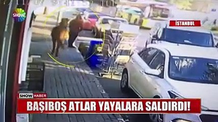 Başıboş at muhabire böyle saldırdı