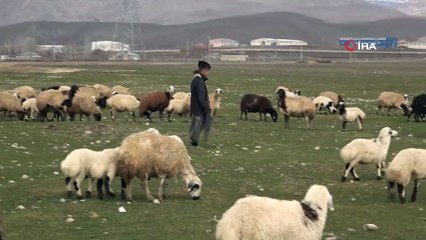 İlkbaharın Erken Gelişi Besicileri Sevindirdi