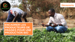 Découverte :  Encadrer les producteurs de fraises pour une production bio