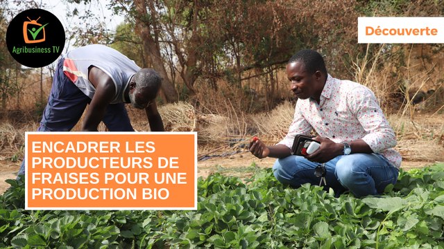 Découverte : Encadrer les producteurs de fraises pour une production bio