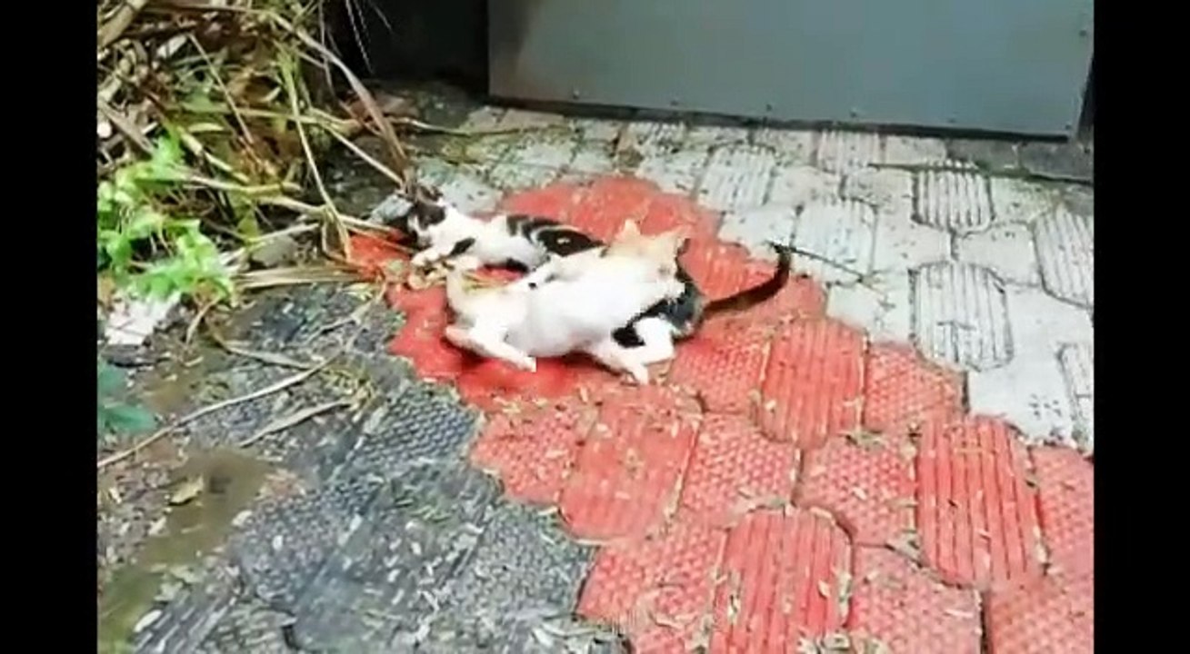 catfight