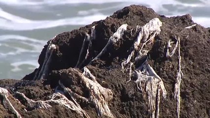 Invasión de toallitas higiénicas en las rocas de Javea