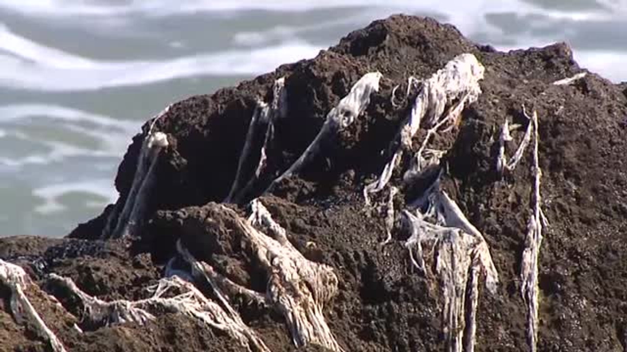 Invasión de toallitas higiénicas en las rocas de Javea