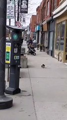 Skunk Spotted Casually Strolling Along Sidewalk
