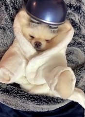 Pampered Pomeranian Enjoys Relaxing Massage