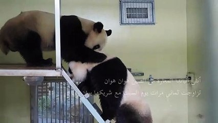 تزاوج دبّي باندا في حديقة حيوانات فرنسية