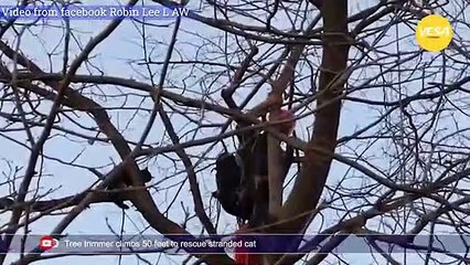 Tree trimmer climbs 50 feet to rescue stranded cat