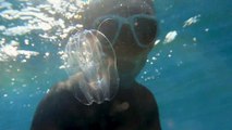 Diver Comes Face to Face with Beautiful Jellyfish
