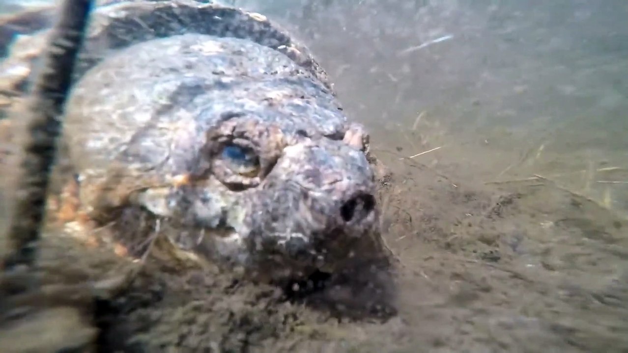 Massive Turtle Filmed Underwater