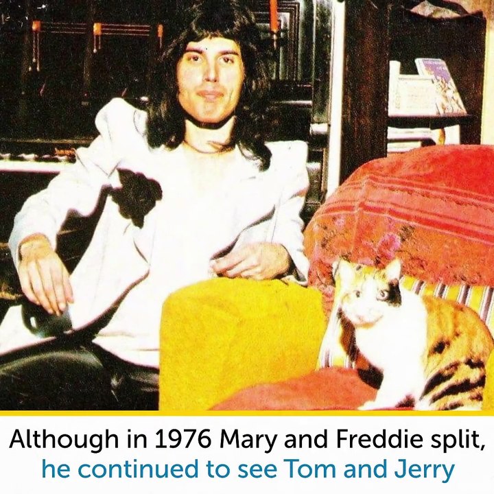 Freddie Mercury And His Phenomenal Love For Cats