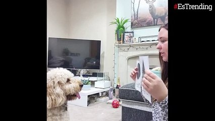 Conoce a Willow, una perrita tan inteligente que reconoce figuras y formas