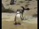 Pingouin gabber !