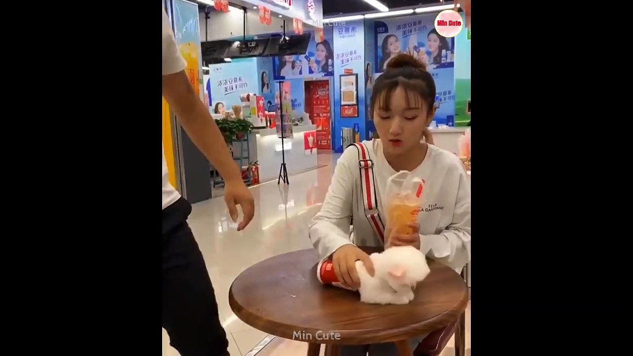 Funny and Cute Pomeranian