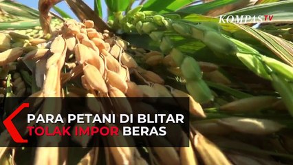Ancaman Kebangkrutan Membayangi Petani Padi di Blitar