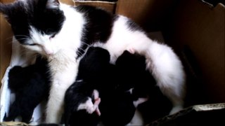 Trisha (mommy cat) and her kittens and cousins