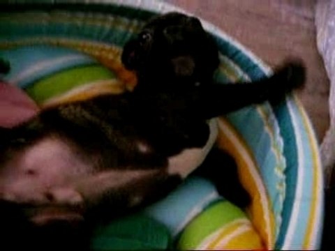 Photos de cassius 2 mois 021