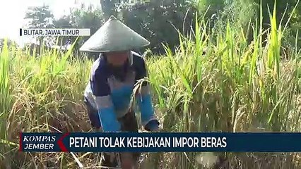 Petani Tolak Kebijakan Pemerintah Impor Beras, Karena Dinilai Merugikan