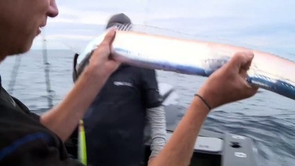 Un magnifique poisson argenté du Pacifique du nord