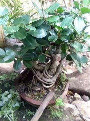 Bonsay plants