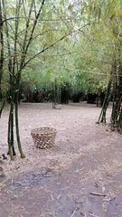 BAMBOO FOREST OF MEDELLIN CEBU