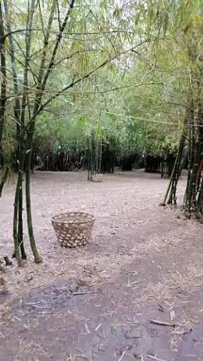 BAMBOO FOREST OF MEDELLIN CEBU