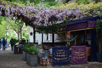 Une célèbre glycine centenaire tronçonnée et bétonnée par la mairie de Paris à Montmartre