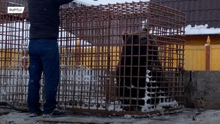 Bear wanders around Siberian city after hotel breakout​