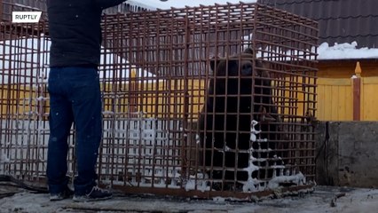 Bear wanders around Siberian city after hotel breakout​
