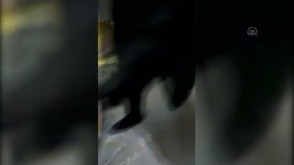 Son dakika haberi | Operasyonda ele geçirilen uyuşturucular sergilendi