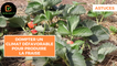 Astuces : Dompter un climat défavorable pour produire la fraise