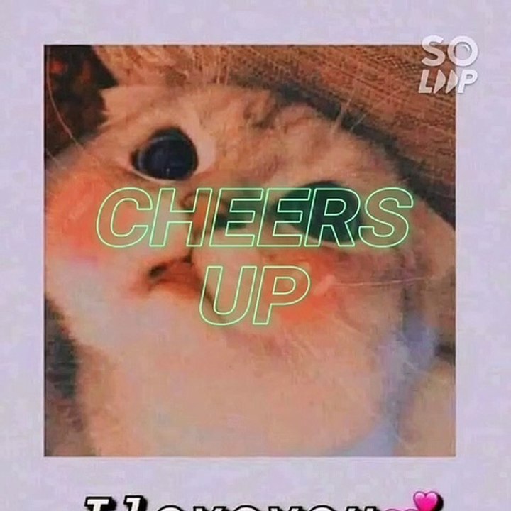 cute cat
