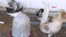 İZMİR İran tavuğundan 'paskalya yumurtası' üretiyor